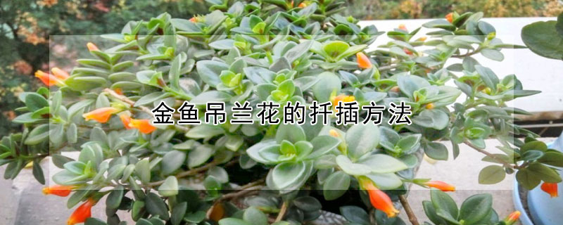 金魚吊蘭花的扡插方法