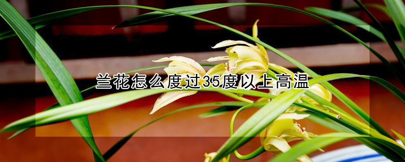 蘭花怎麼度過35度以上高溫