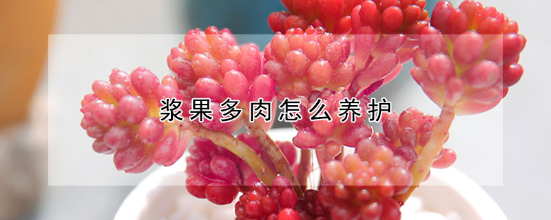 漿果多肉怎麼養護