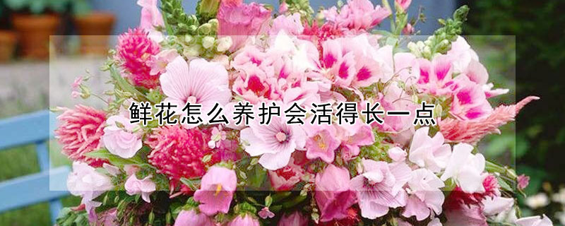 鮮花怎麼養護會活得長一點
