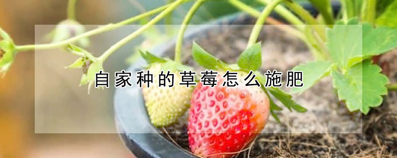 自家種的草莓怎麼施肥