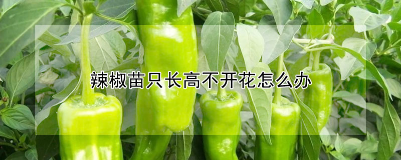 辣椒苗隻長高不開花怎麼辦