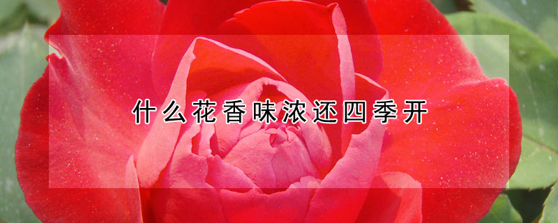 什麼花香味濃還四季開