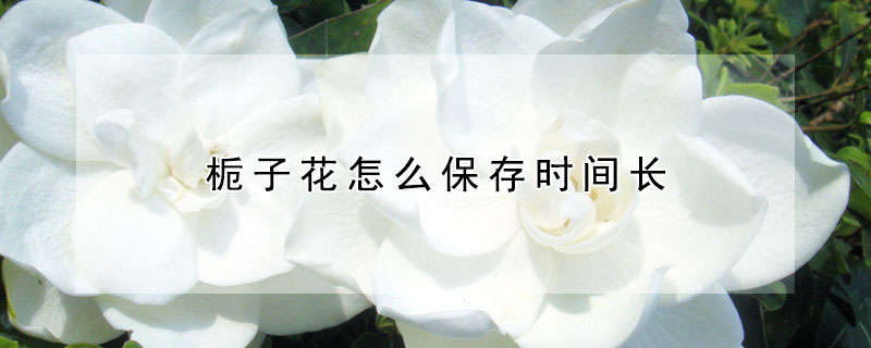 梔子花怎麼保存時間長