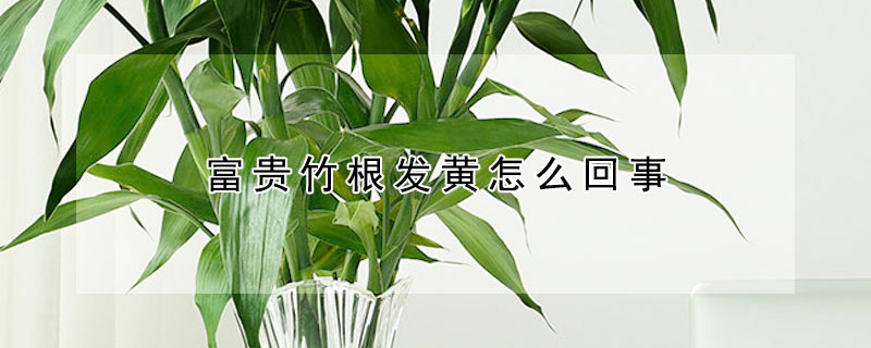 富貴竹根發黃怎麼回事