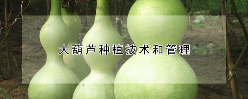 大葫蘆種植技術和管理