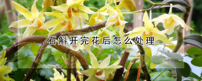 石斛開完花後怎麼處理