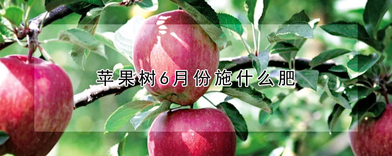 蘋果樹6月份施什麼肥