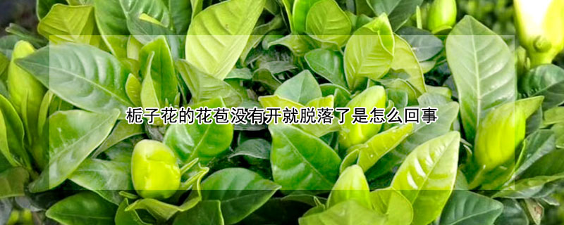 梔子花的花苞沒有開就脫落了是怎麼回事