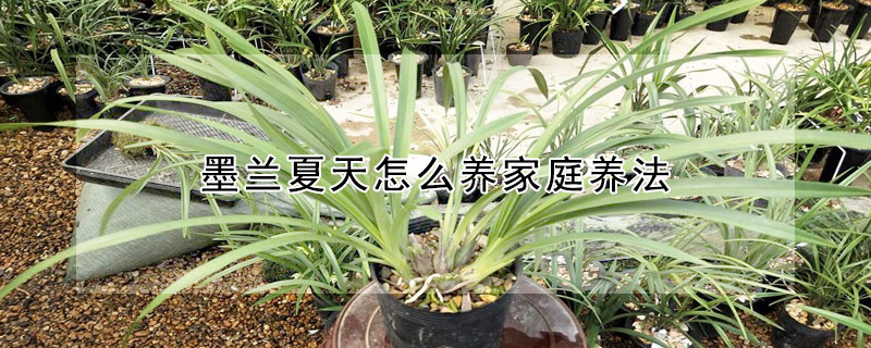 墨蘭夏天怎麼養家庭養法