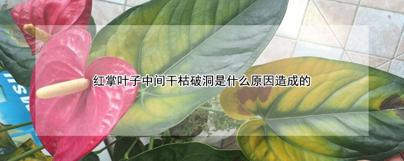 紅掌葉子中間幹枯破洞是什麼原因造成的
