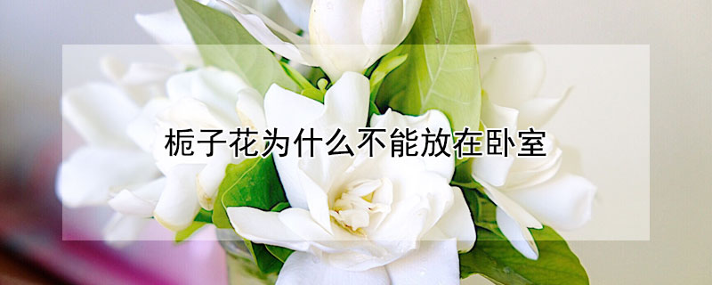 梔子花為什麼不能放在臥室