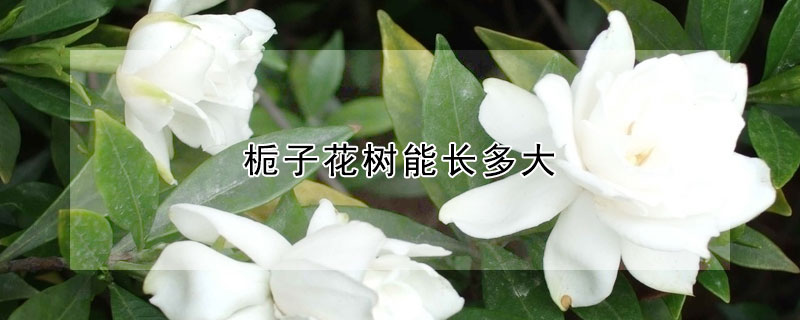 梔子花樹能長多大
