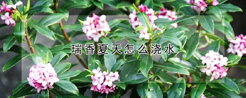 瑞香夏天怎麼澆水