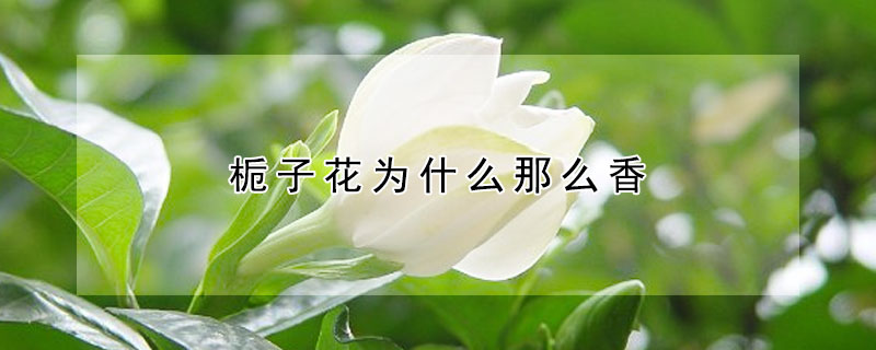 梔子花為什麼那麼香