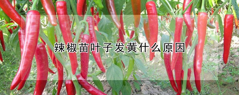 辣椒苗葉子發黃什麼原因