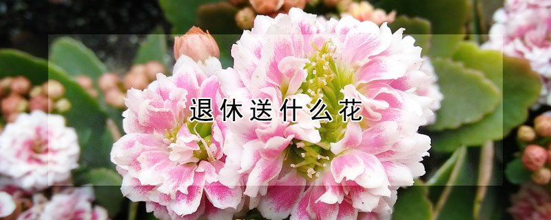 退休送什麼花