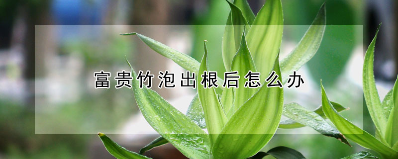 富貴竹泡出根後怎麼辦