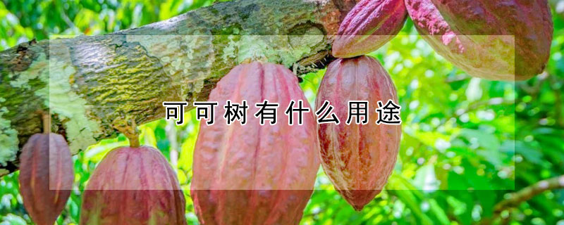 可可樹有什麼用途
