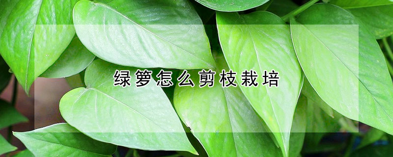 綠籮怎麼剪枝栽培