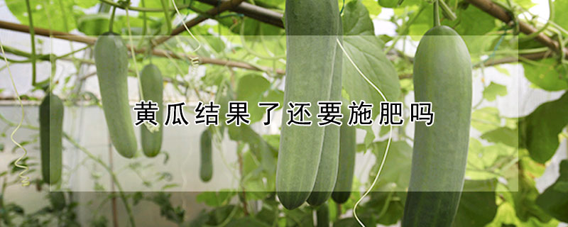 黃瓜結果了還要施肥嗎