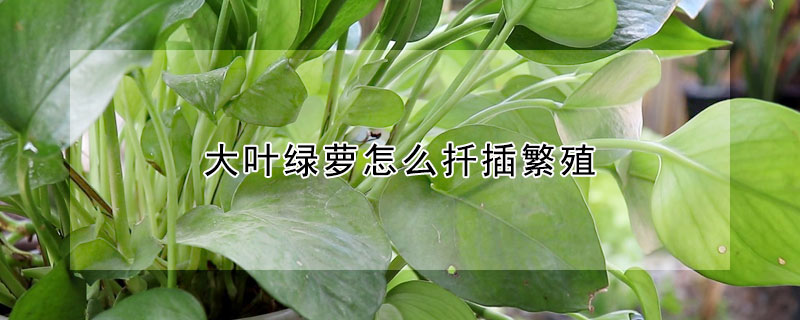 大葉綠蘿怎麼扡插繁殖