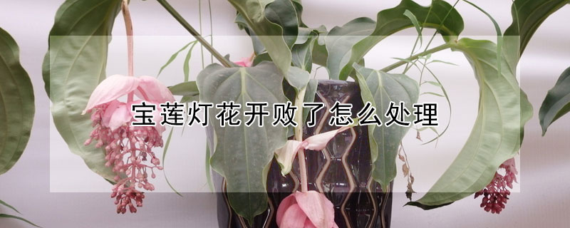 寶蓮燈花開敗了怎麼處理