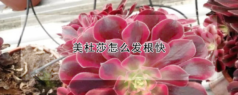 美杜莎怎麼發根快