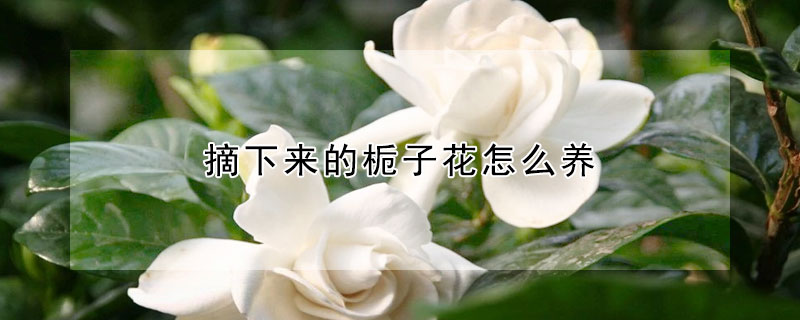 摘下來的梔子花怎麼養