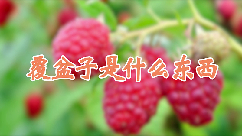 覆盆子是什麼東西