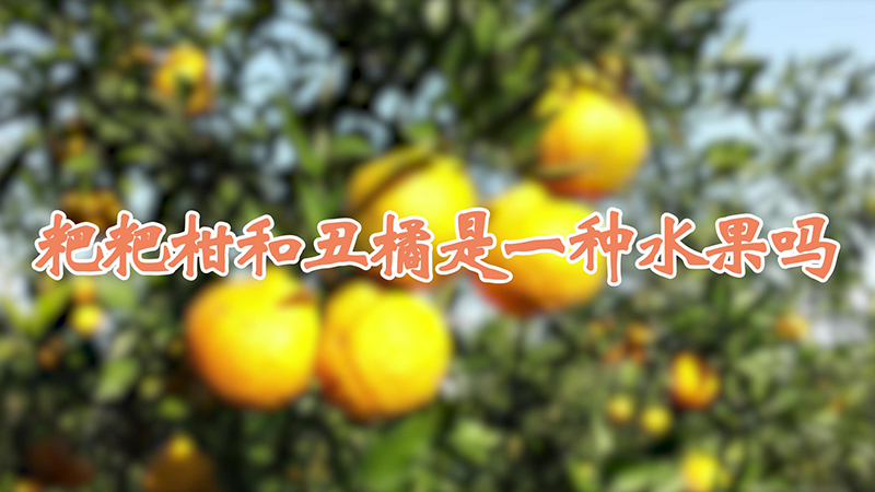 粑粑柑和醜橘是一種水果嗎