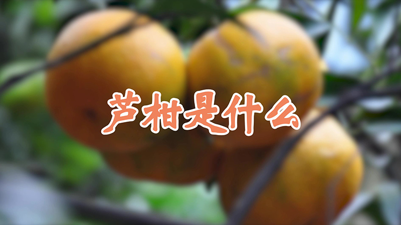 蘆柑是什麼