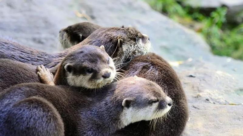 水獺是什麼動物