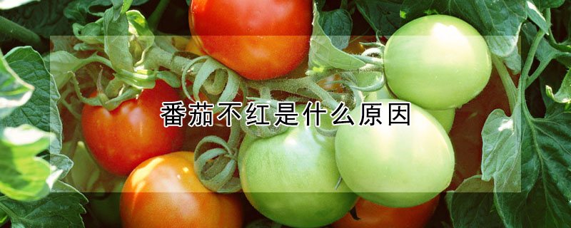 番茄不紅是什麼原因