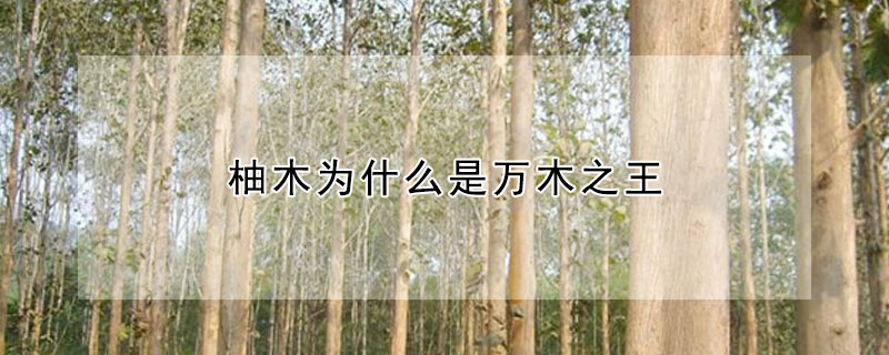柚木為什麼是萬木之王
