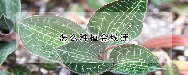 怎麼種植金線蓮