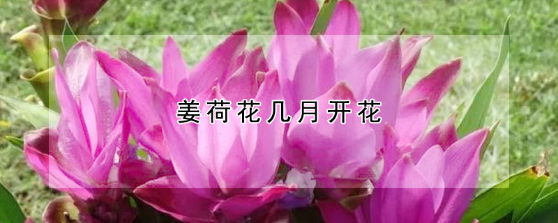 薑荷花幾月開花
