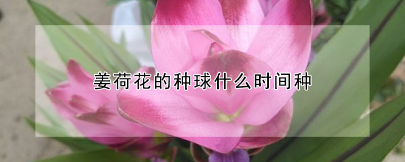 薑荷花的種球什麼時間種