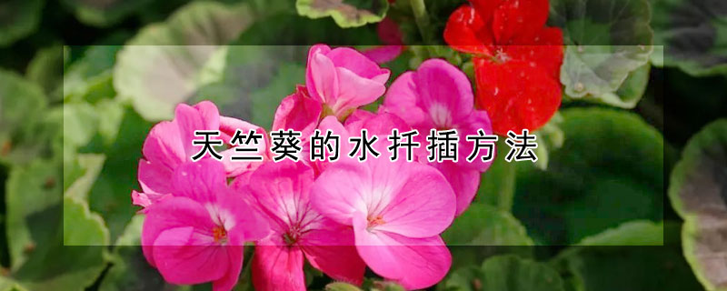 天竺葵的水扡插方法
