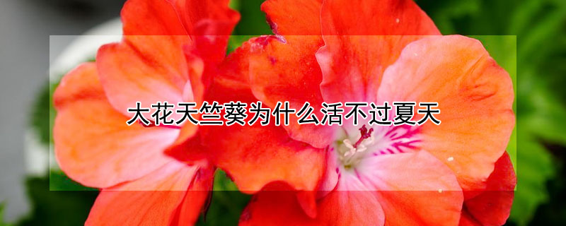 大花天竺葵為什麼活不過夏天