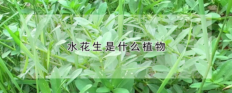 水花生是什麼植物