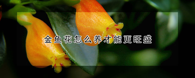 金魚花怎麼養才能更旺盛