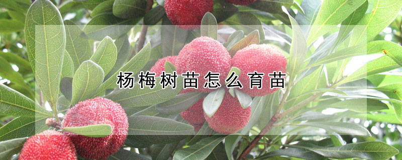 楊梅樹苗怎麼育苗