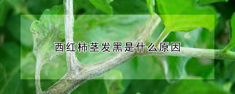 西紅柿莖發黑是什麼原因
