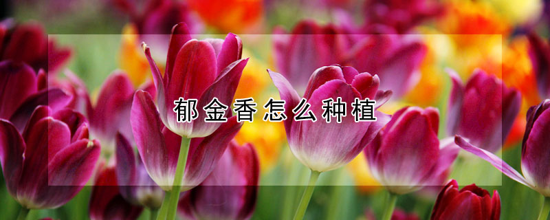 鬱金香怎麼種植