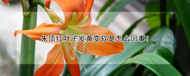 朱頂紅葉子發黃變軟是怎麼回事?