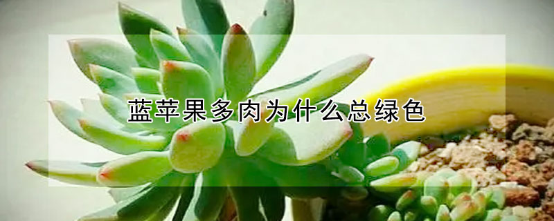 藍蘋果多肉為什麼總綠色