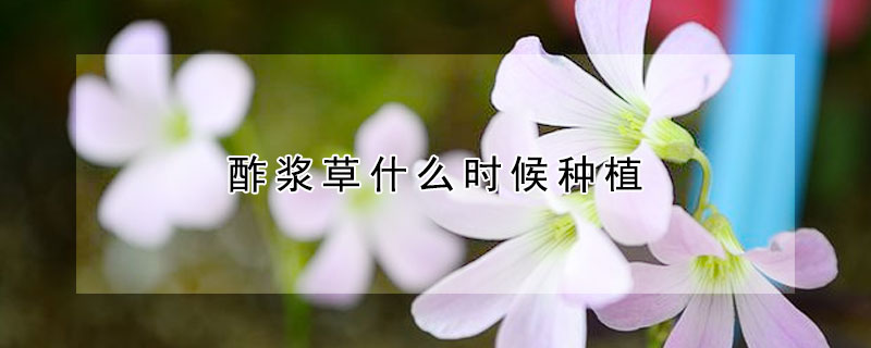 酢漿草什麼時候種植