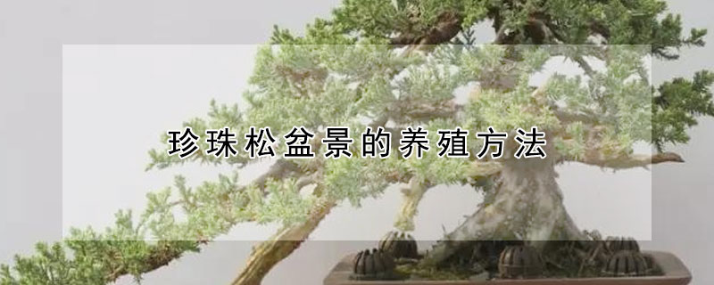 珍珠鬆盆景的養殖方法