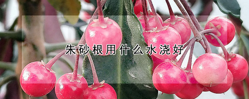 朱砂根用什麼水澆好